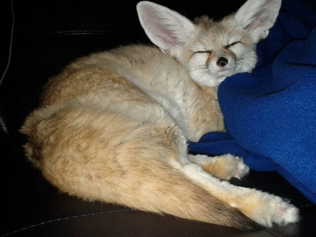 Picture of a fennec fox